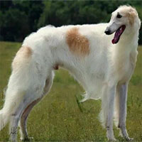 Top 9 loài chó có tuổi thọ thấp nhất thế giới: Đừng nuôi vì bạn sẽ buồn khi chúng rời xa!