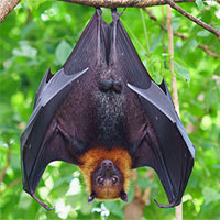 Vì sao dơi nhiễm nhiều virus nguy hiểm như Corona nhưng không chết?