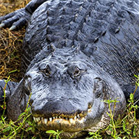 Nóng lên toàn cầu có thể làm thay đổi giới tính của các quần thể động vật