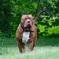 Hàm răng chó Pitbull khỏe cỡ nào mà cắn chết người "như bỡn"?