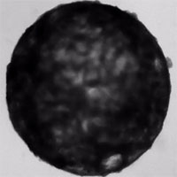 Lần đầu tạo được trái tim mini trong phòng thí nghiệm, đập như tim thật