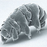 Gấu nước có thể sống sót khi bắn từ miệng súng