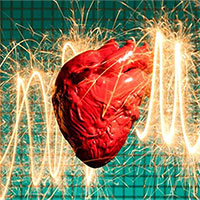 Động vật có bị đau tim không?