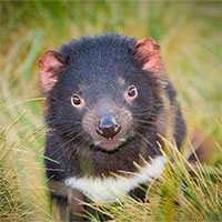 Quỷ Tasmania xuất hiện trở lại lục địa Australia sau 3.000 năm