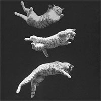 Tại sao mèo có thể ngã từ tầng 32 xuống đất mà vẫn sống sót?