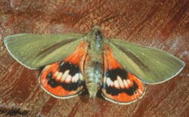 Pháp nghiên cứu thành công nhựa bảo vệ thực vật