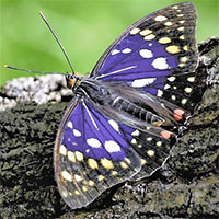 Bướm hoàng đế tím - Sinh vật huyền bí của người Nhật