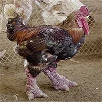 Tại sao gà Đông Tảo lại có giá cao đến 46 triệu đồng/con?