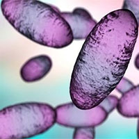 Bệnh dịch hạch có ảnh hưởng đến khả năng miễn dịch của con người