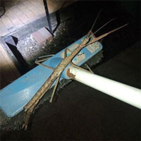 Bọ que to như cây chổi