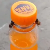 "Không thể tin nổi": Video bắt quả tang 2 con ong làm việc teamwork để mở nắp một chai nước ngọt?
