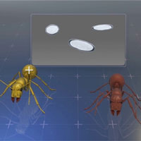 Loài sán dây khiến kiến 'trẻ mãi không già'