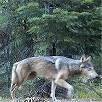 Sự thật về đàn sói giúp giảm tai nạn giao thông ở Mỹ