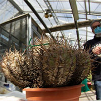 Khám phá những cây xương rồng quý hiếm có giá hàng chục triệu đồng