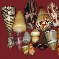 Chỉ một giọt nọc độc có thể giết chết 20 người, đây có lẽ chính là loài ốc nguy hiểm nhất thế giới!