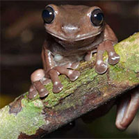 Phát hiện loài ếch cây màu chocolate bí ẩn