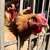 Trung Quốc phát hiện người đầu tiên nhiễm virus cúm gia cầm H10N3