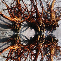 Sự thật ngã ngửa về “Sâm Đại quang” đang gây sốt trong thời gian vừa qua