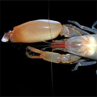 Top 5 bí mật về loài tôm súng lục không phải ai cũng biết