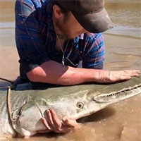 Tóm gọn thủy quái “thời tiền sử” dài 2,4 mét, hàm răng sắc như dao cạo