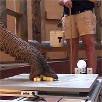 Có thể bạn không biết: Voi hút thức ăn với tốc độ lên tới 540km/h