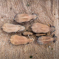 Bí ẩn đàn voi Trung Quốc di cư 500km bất thường từ rừng ra phố