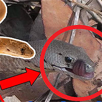 Đây là con gì? Bạn sẽ giật mình khi chúng thè chiếc lưỡi ra và đau đầu tìm đáp án vì 99% sẽ trả lời sai!