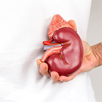 Tại sao chúng ta có hai quả thận trong khi có thể sống chỉ với một quả?