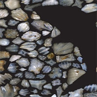 Sự kiện bí ẩn suýt xóa sổ cá mập 19 triệu năm trước