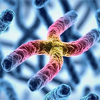 Lần đầu tiên đo được khối lượng nhiễm sắc thể của con người