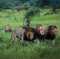 Mapogo: Liên minh 6 con sư tử đực thống lĩnh đồng cỏ Châu Phi
