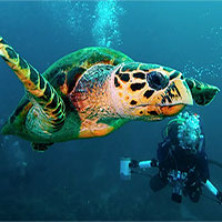 Bí ẩn về hành trình di cư vĩ đại của rùa biển từ Nhật Bản đến California được hé lộ