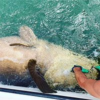 Câu được cá mú khổng lồ nặng gần 2 tạ, tưởng như đã tuyệt chủng