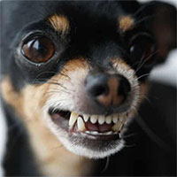 Tại sao những con chó nhỏ lại thường hung dữ hơn?