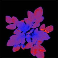 Thực vật kỳ diệu phát sáng khi bị stress căng thẳng