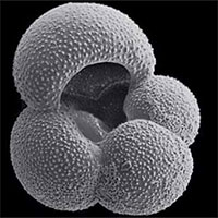 Trái đất đứng trước nguy cơ nóng như thời tiền sử