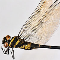 Loài chuồn chuồn mới phát hiện tại Vườn Quốc gia Vũ Quang