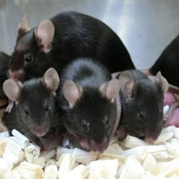 Chuột chào đời từ tinh trùng đông lạnh trên trạm ISS