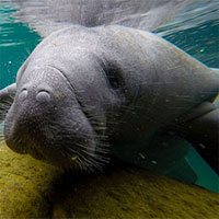 Lợn biển chết hàng loạt ở Florida vì cạn kiệt thức ăn