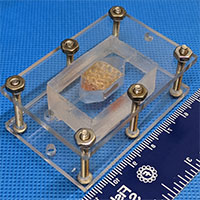 Phát triển thành công in 3D mô gan người trong phòng thí nghiệm