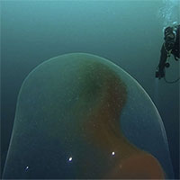 Đi tìm tàu đắm đụng độ quả cầu bí ẩn chứa trăm nghìn trứng mực