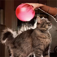 Tại sao bóng bay có thể dính vào lông, tóc sau khi cọ xát?