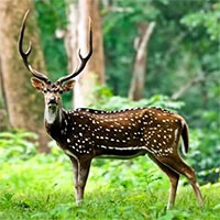 Loài hươu đốm đã xâm lăng Hawaii như thế nào?