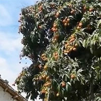 Chiêm ngưỡng cây vải quý 1.500 tuổi, giá mỗi quả 245.000 đồng