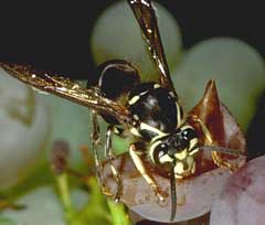 Khả năng kỳ diệu của Ong