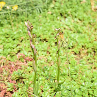 Tái phát hiện loài lan tưởng đã tuyệt chủng ở Anh