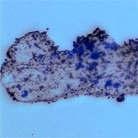 Robot tí hon giúp phân hủy vi nhựa