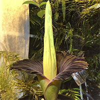 “Hoa xác chết” khổng lồ nở rộ, hàng trăm người xếp hàng chiêm ngưỡng