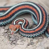 Phát hiện quần thể 1.300 con rắn sọc gần sân bay