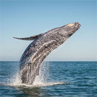 Tại sao cá voi lưng gù không thể nuốt chửng con người?